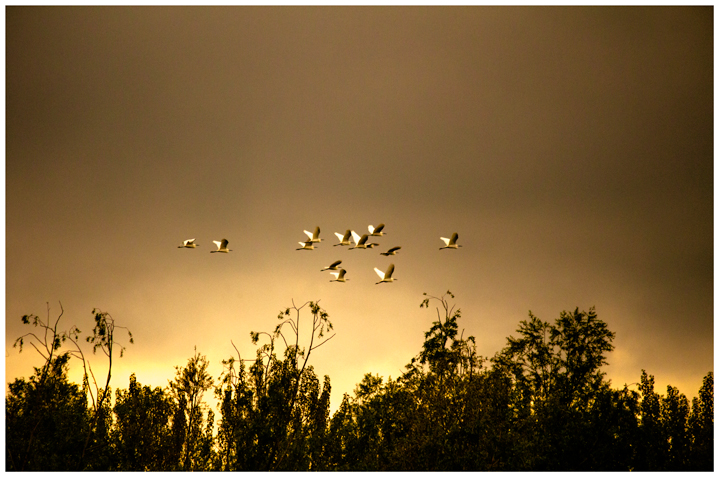 birds at dusk