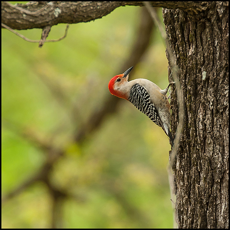 Red Bellied Woodpecker