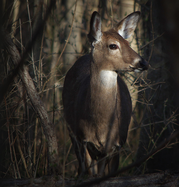 Doe, ray, and me.