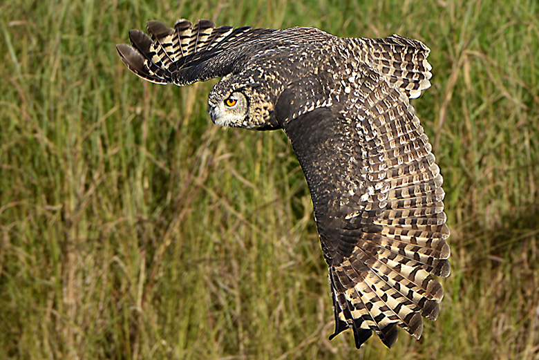 Gaint Spotted Eagle Owl