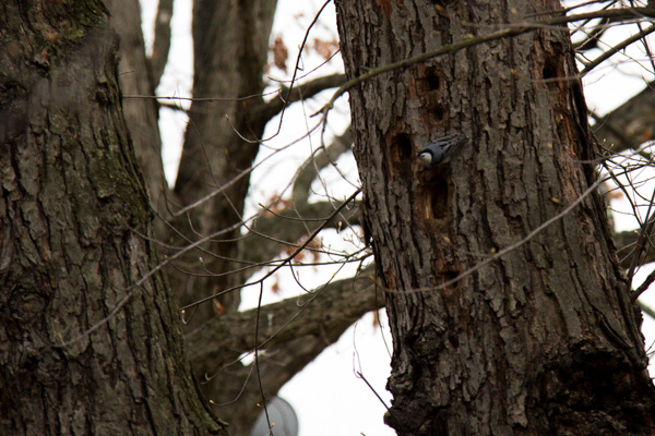 Nuthatch