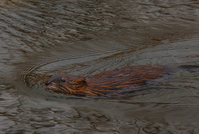 Beaver