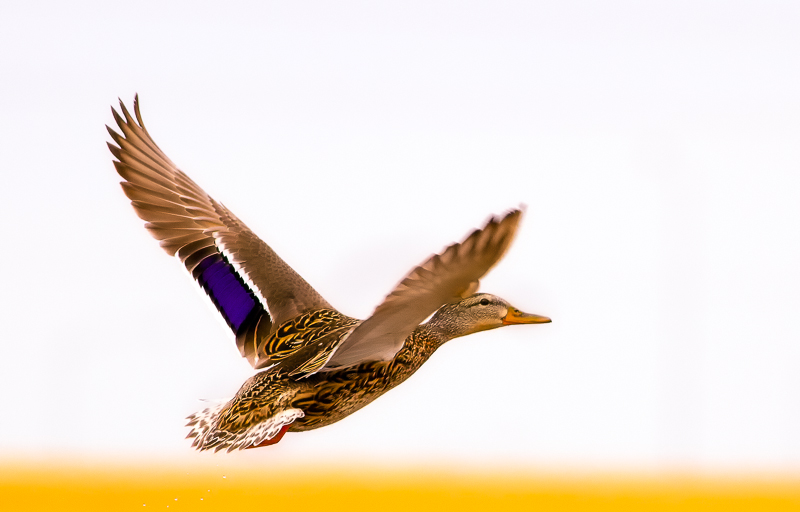 Female Mallard