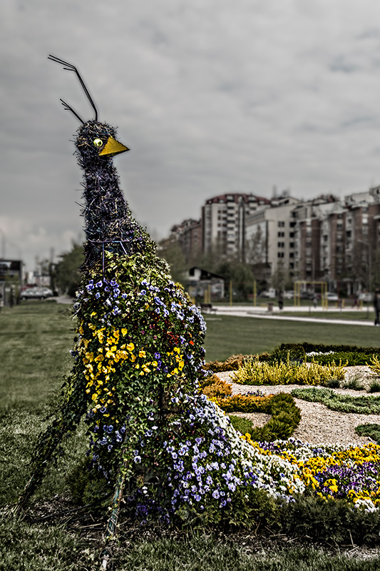 Urban Peacock