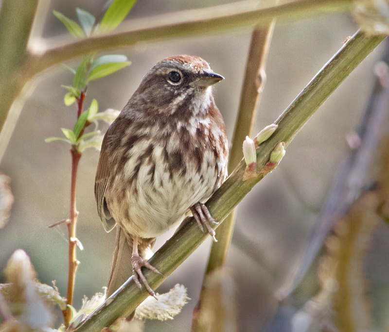 hermit thrush in willow