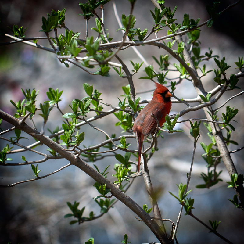 Northern Cardinal