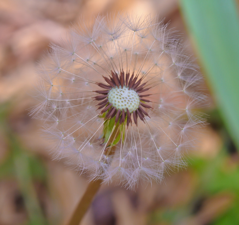 Dandelion Clock