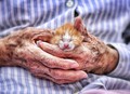 Mamaw and the baby kitty
