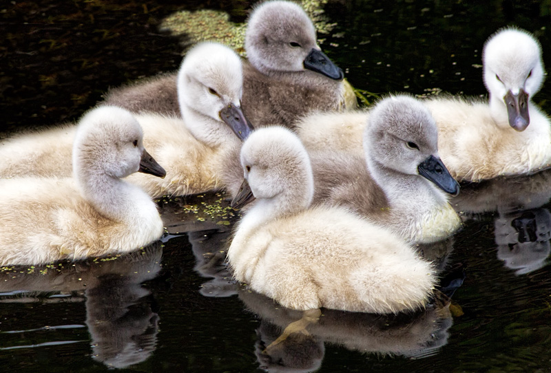 Beautiful Ugly Ducklings