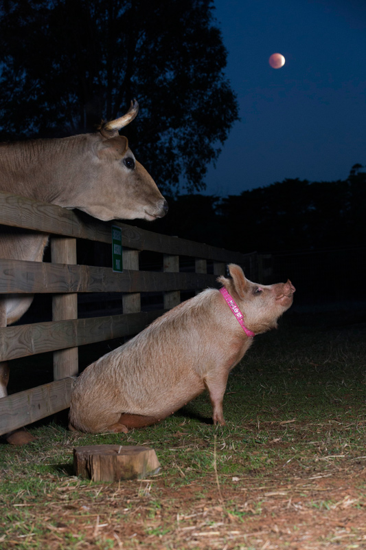 The Pig (and Cow) Who Sang To The Moon