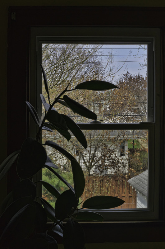 My Rear Window