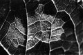 leafterrain