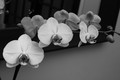 Orchid and Mirror