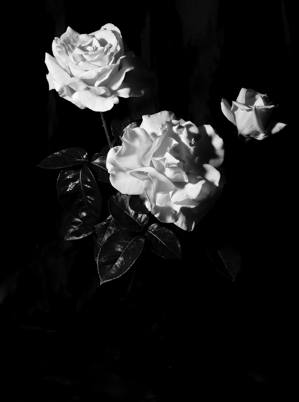 Rose Study