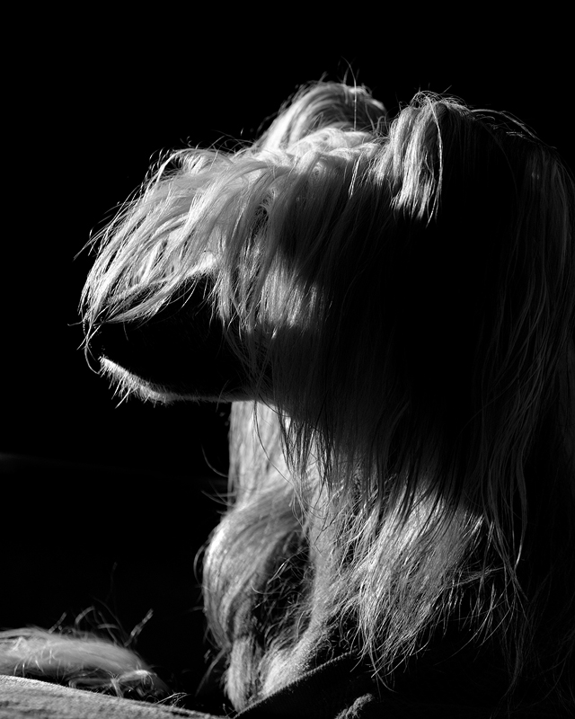 The Semi-Silhouette Pup 