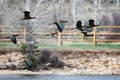 Ibis in Flight