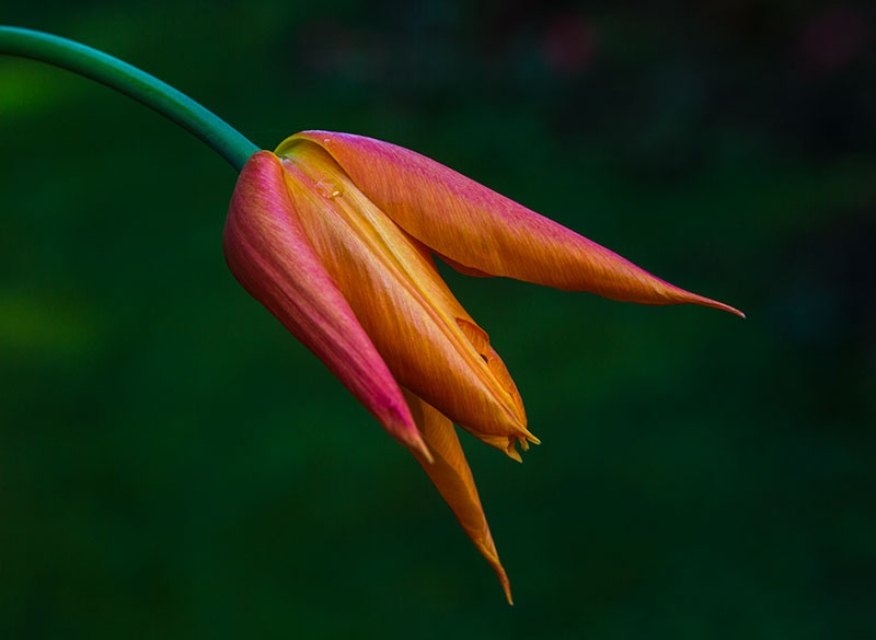 Flower Day