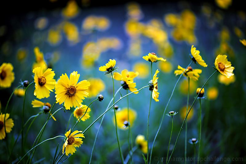 First Wildflowers of Spring