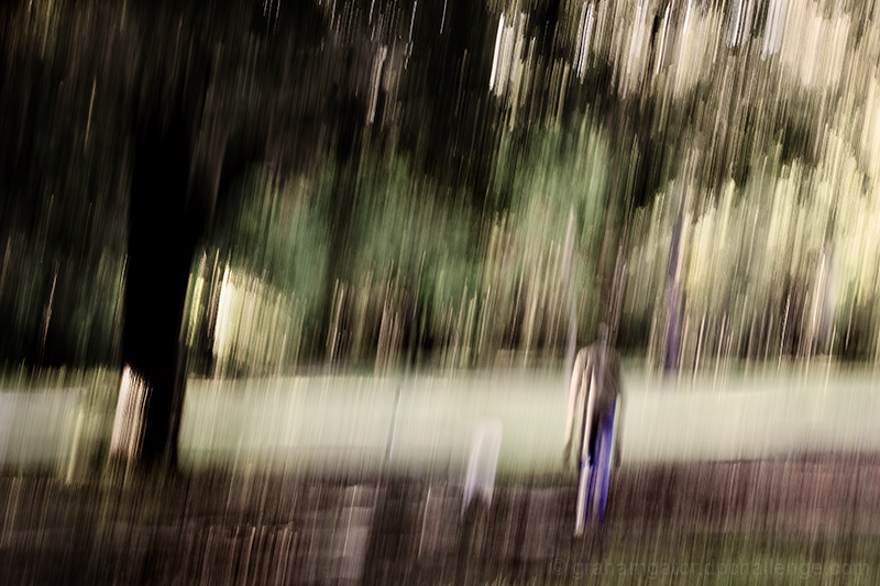 The Dog Walker
