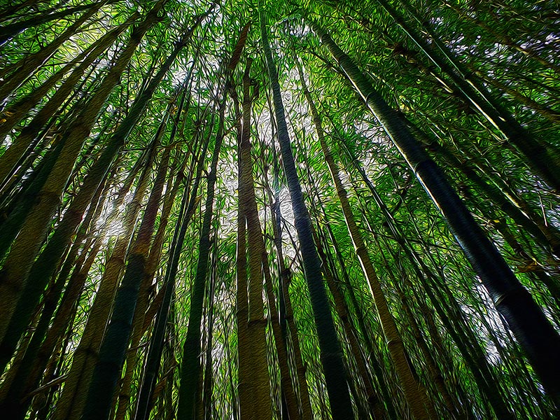 Bamboo Forest 2