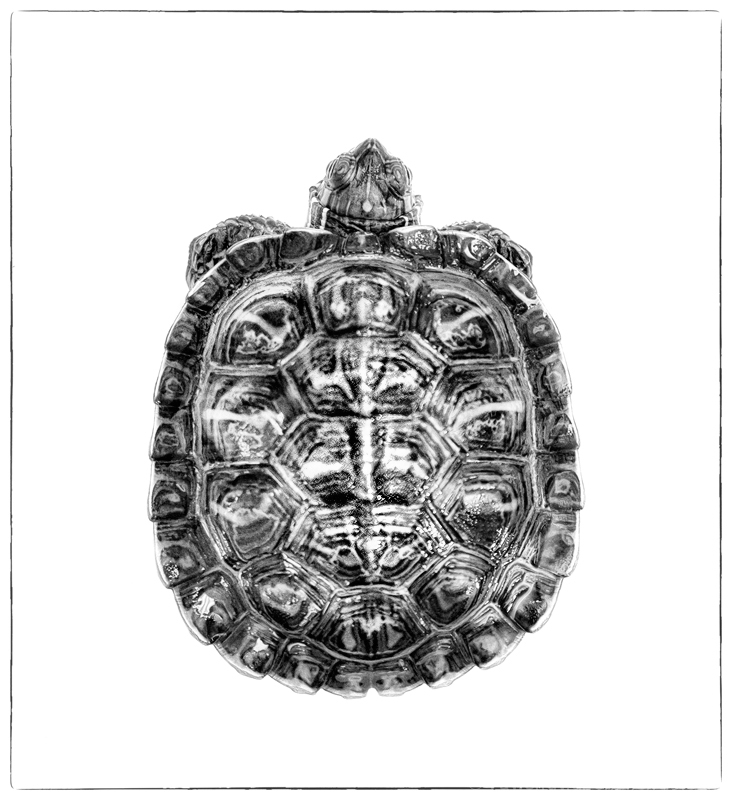 Tortuga