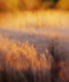 sun in the wetlands