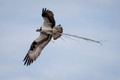 Osprey with Branch