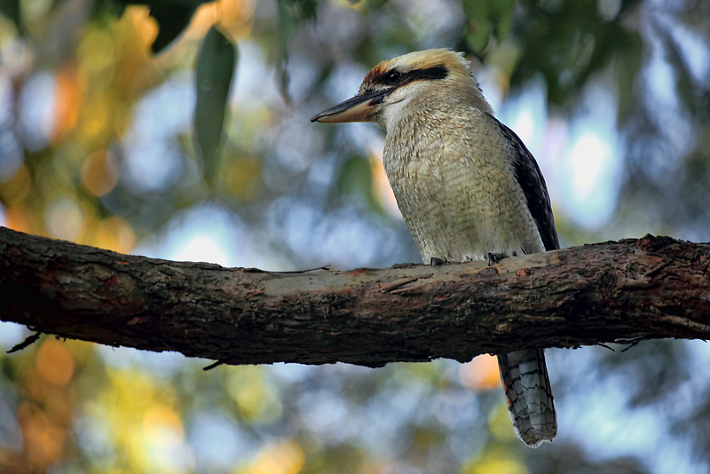 kookaburra sits in the old gum tree