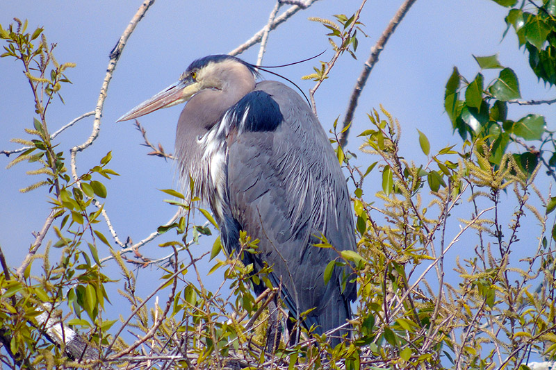 Great Blue Heron in Colorado