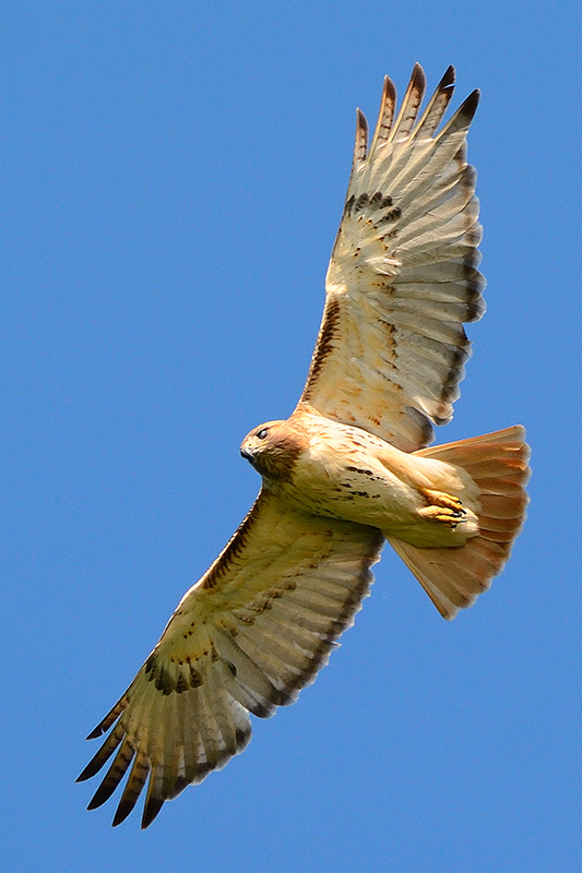 Red-tailed