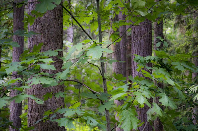 Tree-Hugger Porn