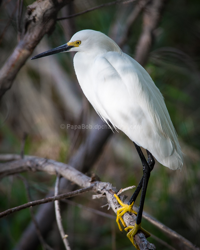 Snowy Egret