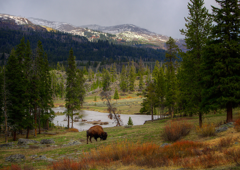 Where The Buffalo Roam