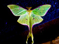 my first winged capture- moth/butterfly