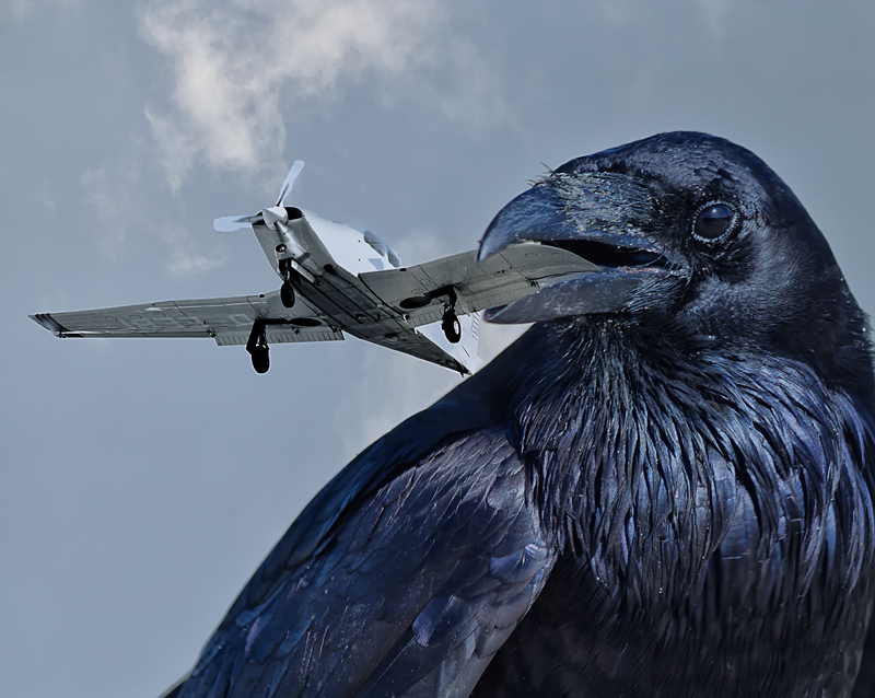 Corvus Finds a Tasty Snack