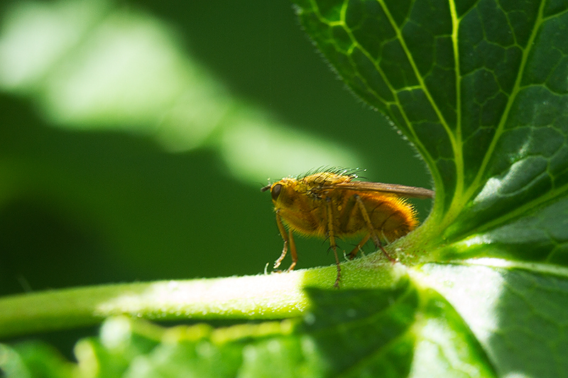 Brown on green