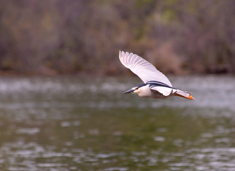 Wings of the Black-crowned Night-Heron