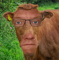 Noble, no bull