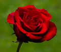 Red Rose