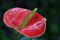 Colorado Anthurium