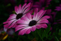 Osteospermum