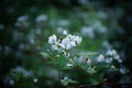 Blackberry Blossums