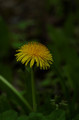 Taraxacum