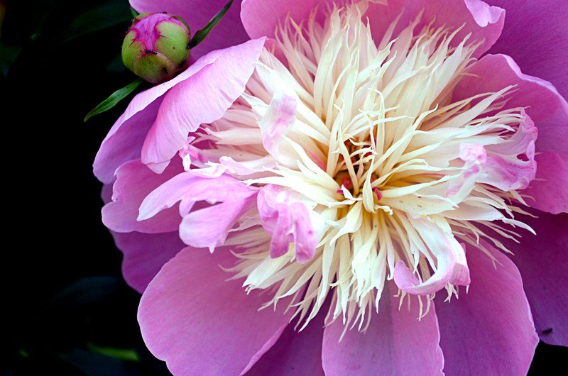 Backyard Surprises