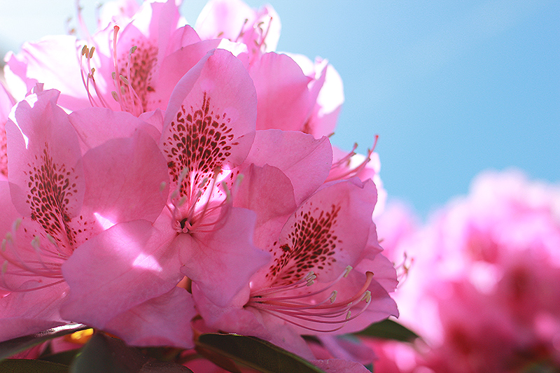 Pink and Blue