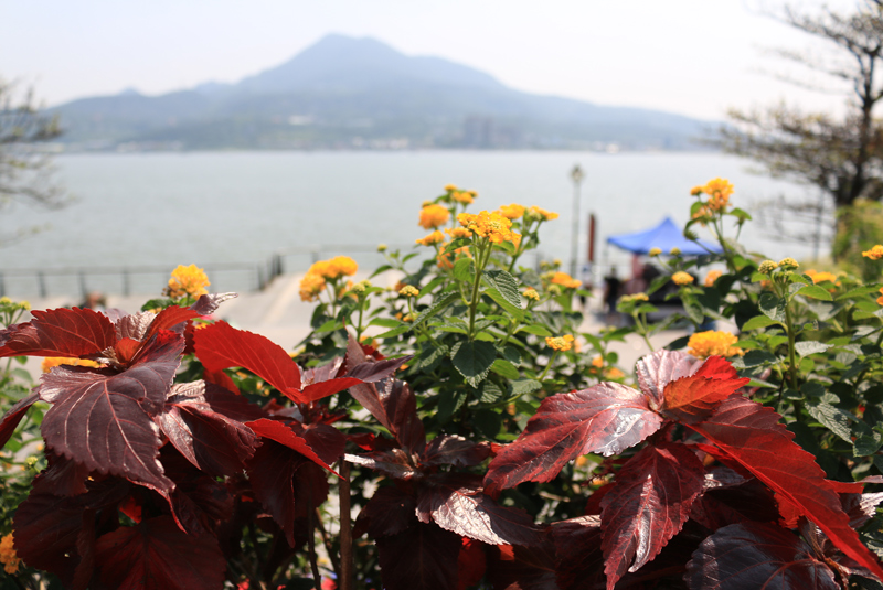 Balcony flowers