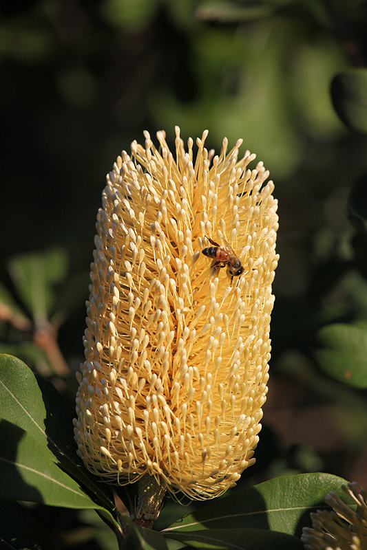 Autumn Nectar