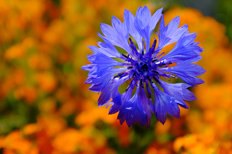 Purple Pinwheel