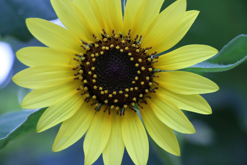 Mama's sunflower