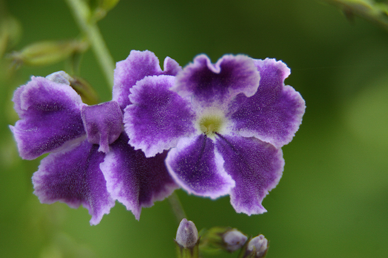 A touch of purple